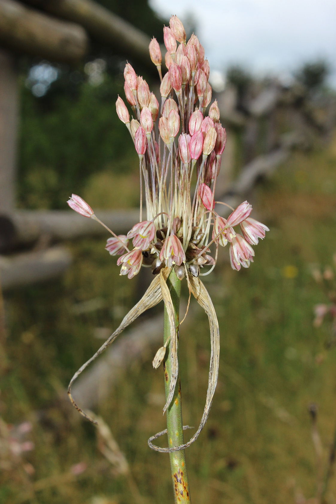 Allium oleraceum